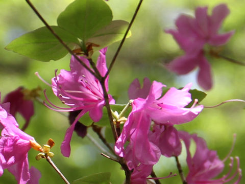 Rhododendron wadanum
