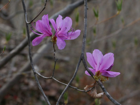 Rhododendron wadanum