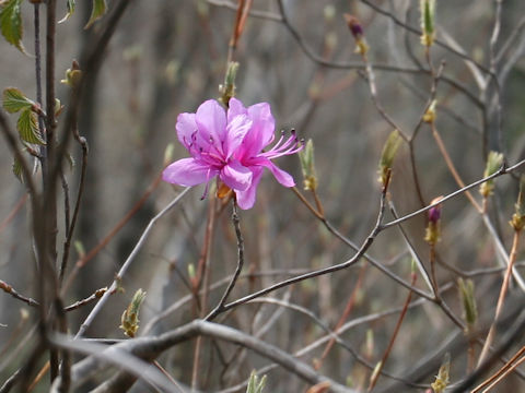 Rhododendron wadanum