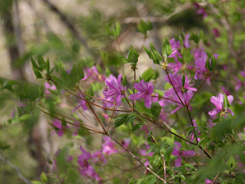 Rhododendron wadanum