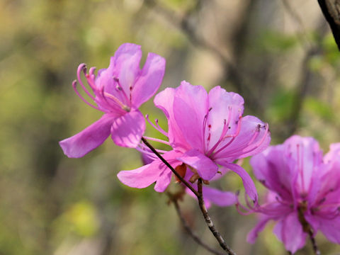 Rhododendron wadanum