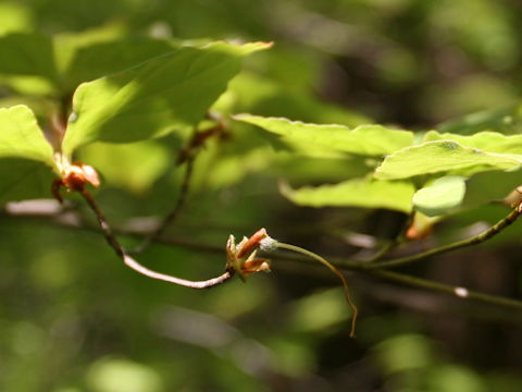 Rhododendron wadanum