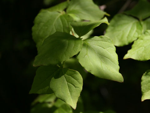 Rhododendron wadanum