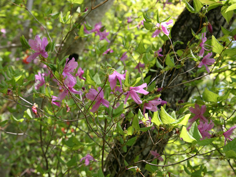 Rhododendron wadanum