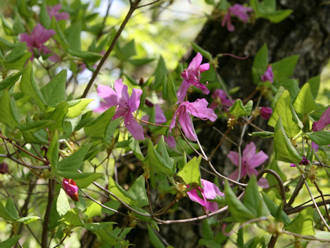 Rhododendron wadanum