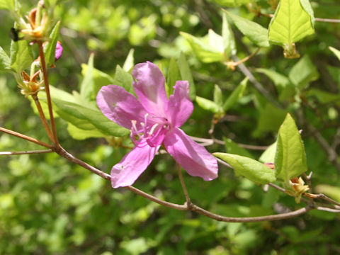 Rhododendron wadanum