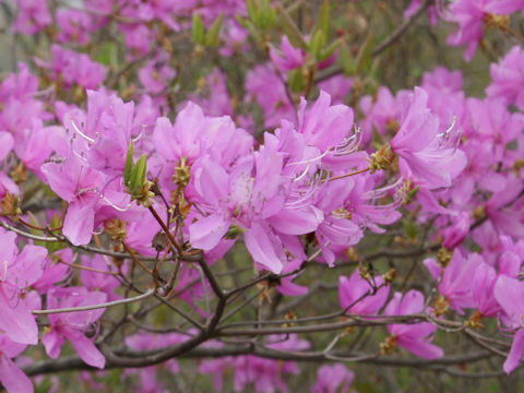 Rhododendron wadanum