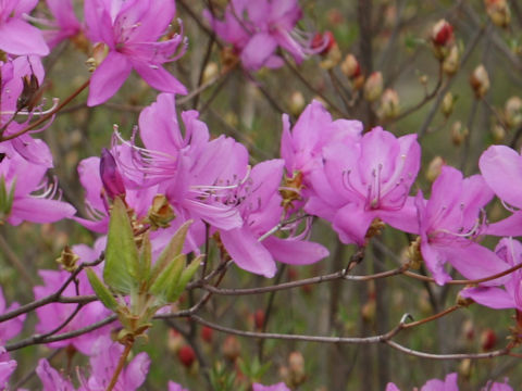 Rhododendron wadanum