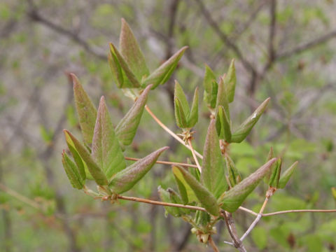 Rhododendron wadanum