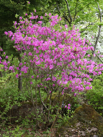 Rhododendron wadanum