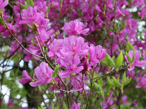 Rhododendron wadanum