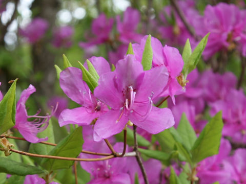 Rhododendron wadanum