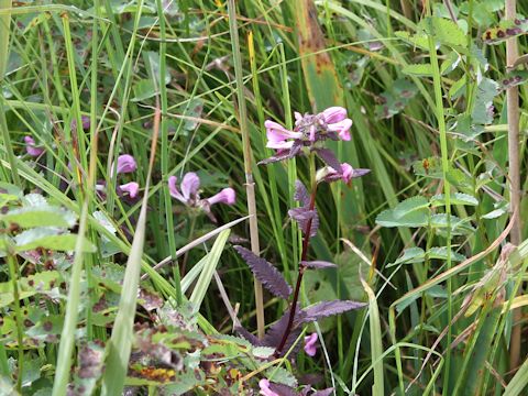 Pedicularis resupinata var. caespitosa