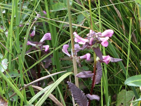 Pedicularis resupinata var. caespitosa