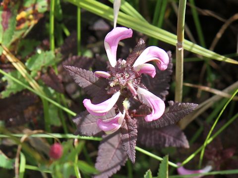 Pedicularis resupinata var. caespitosa