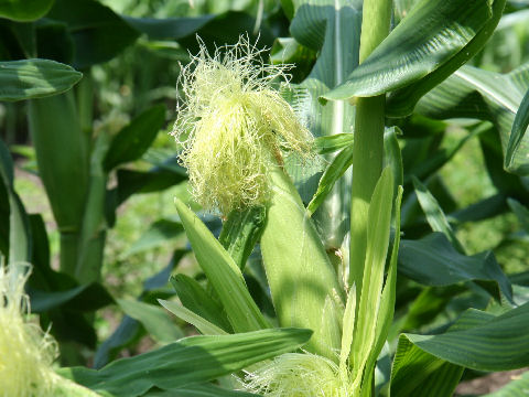 Zea mays