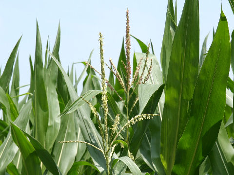 Zea mays