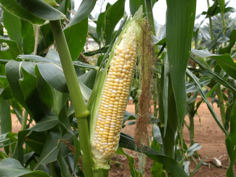 Zea mays