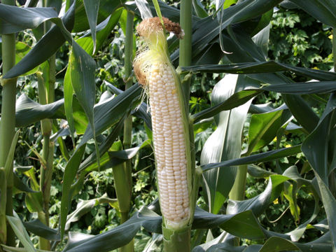 Zea mays