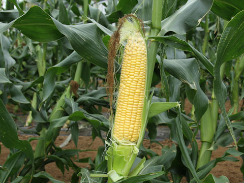 Zea mays