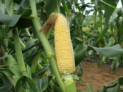 Zea mays