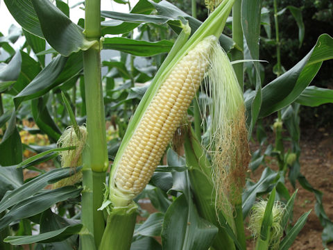 Zea mays