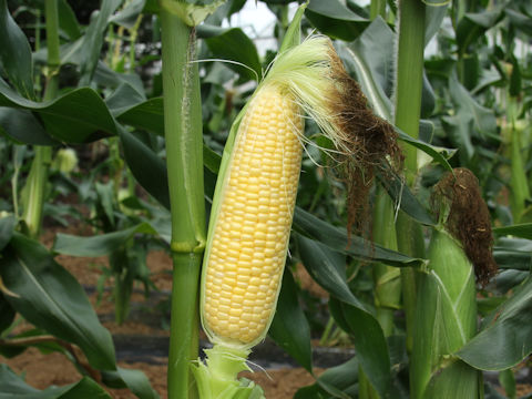 Zea mays