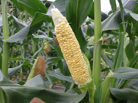 Zea mays