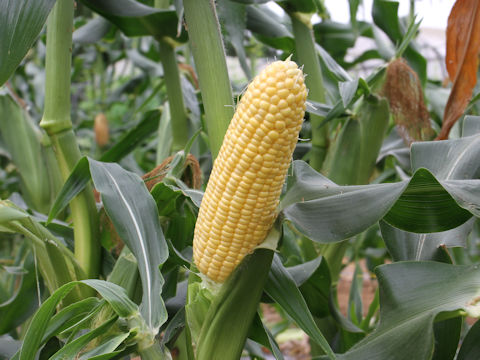 Zea mays