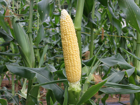 Zea mays