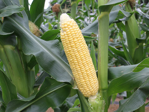 Zea mays