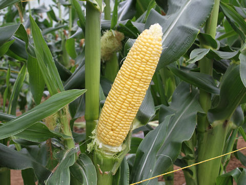 Zea mays