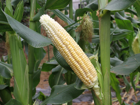 Zea mays