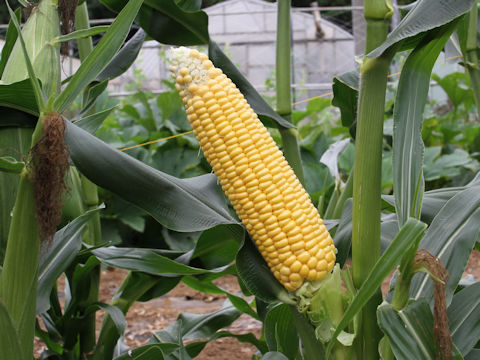 Zea mays