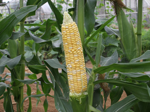 Zea mays