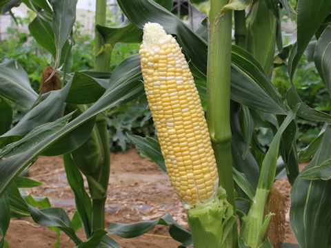 Zea mays