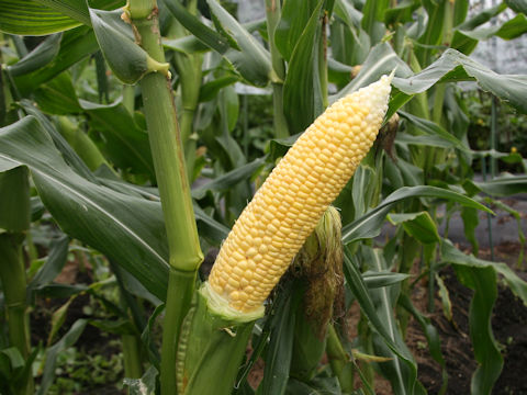 Zea mays