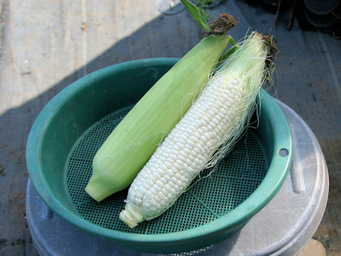 Zea mays