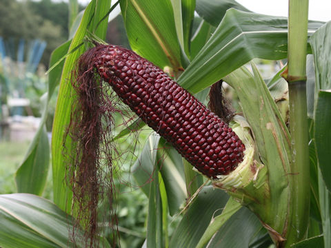 Zea mays