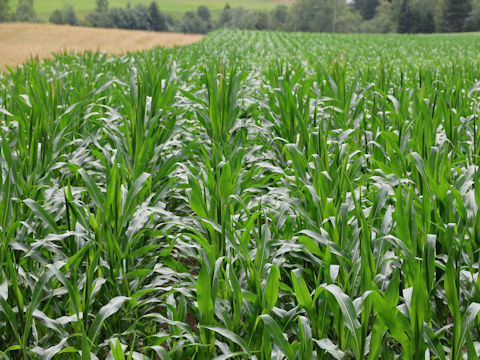 Zea mays var. indentata