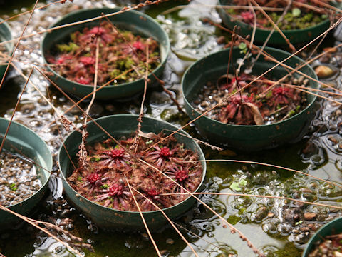 Drosera tokaiensis ssp. tokaiensis