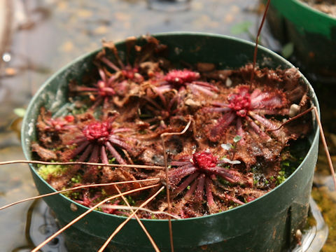 Drosera tokaiensis ssp. tokaiensis