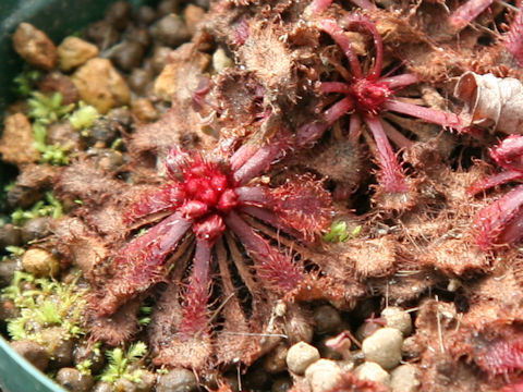Drosera tokaiensis ssp. tokaiensis