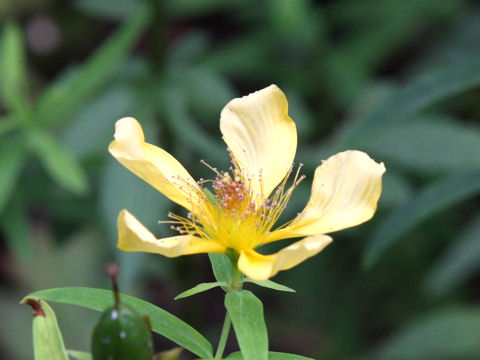 Hypericum ascyron