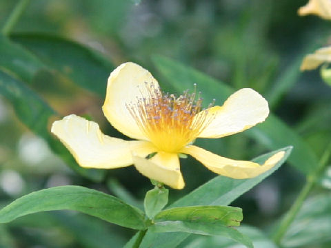 Hypericum ascyron