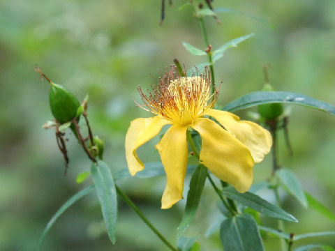 Hypericum ascyron