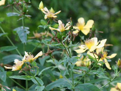 Hypericum ascyron