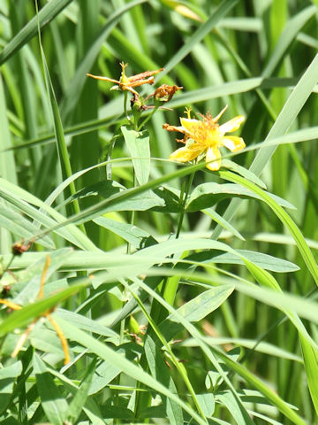 Hypericum ascyron