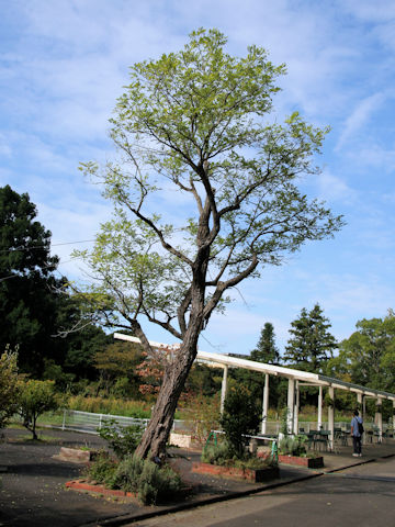 Robinia pseudoacacia f. inermis
