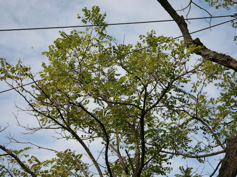 Robinia pseudoacacia f. inermis